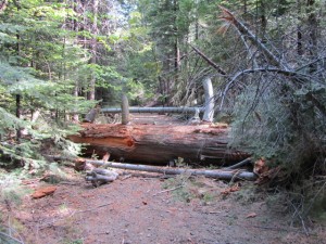 big fallen tree